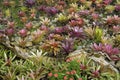 Group of the blooming colorful bromelia flower. Close view of bromeliad flowers. Tropical plant on a background of green leaves an