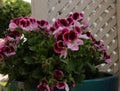 A group of Blooming Elegance Geranium flowers with maroon, pink and white petals in a blue pot