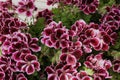 A group of Blooming Elegance Geranium flowers with maroon, pink and white petals in the spring
