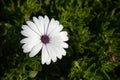 Group of blooming swan river daisy white flower in spring. Gardening outdoors Royalty Free Stock Photo