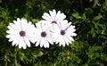 Group of blooming swan river daisy white flower in spring. Gardening outdoors Royalty Free Stock Photo