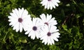 Group of blooming swan river daisy white flower in spring. Gardening outdoors Royalty Free Stock Photo