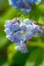 Group of Blooming Virginia Bluebells Mertensia virginica Royalty Free Stock Photo