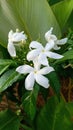 A group of blooming white crepe jasmine Royalty Free Stock Photo