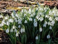 Group of blooming white early spring Snowdrops in the garden with backlight Royalty Free Stock Photo