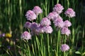 A group of blooming white-pink flowers with spherical shapes on round green stems Royalty Free Stock Photo