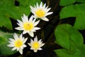 Group of blooming white yellow lotus flowers with green leaves i