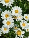 A group of blooming wild daisy Royalty Free Stock Photo