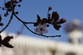 A group of blossoming flowers of a magnolia tree on thin green twigs. Royalty Free Stock Photo