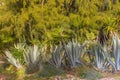 AGroup of blue agava plants at tropical garden against pine tree.