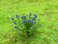 Group of blue blooming willow gentian (Gentiana asclepiadea) flowers