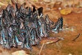 A group of blue butterflies