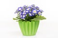 Group of blue cineraria in a green flower pot.