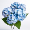 Elegant Blue Hydrangea Flowers On White Background