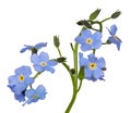 Group of blue forget-me-not flowers isolated on white Royalty Free Stock Photo