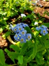 Group of blue forget-me-nots