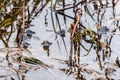 Group of blue frogs sitting in a natural pond Royalty Free Stock Photo