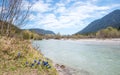 Group of blue gentian at riverside of Obere Isar river, bavarian landscape