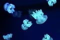 Group of blue glow jellyfish Lychnorhiza lucerna marble jellyfish in dark water. Royalty Free Stock Photo