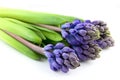 Group blue hyacinth