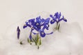 Blue Iridodictyum in the snow Royalty Free Stock Photo
