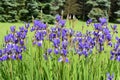 Group of blue Iris flowers