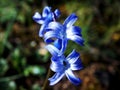 A group of blue jacinthe in the forest of Lebanon