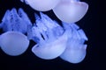Group of blue jellyfish isolated on dark background in aquarium. Selective focus Royalty Free Stock Photo