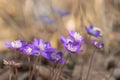 Group of blue liverwort blossoms (Hepatica nobilis). Royalty Free Stock Photo