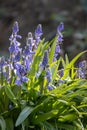 A group of Blue Muscari flowers, Grape hyacinth, blooming in spring garden. Muscari armeniacum grow in warm sunlight Royalty Free Stock Photo