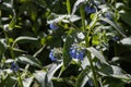 Group of blue rough or prickly comfrey flowers grows on a green background of leaves and grass in a park in summer Royalty Free Stock Photo