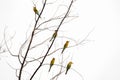 Group of Blue-tailed bee-eaters, Merops philippinus standing on the branches of a dried tree Royalty Free Stock Photo