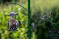 A group of blue tits and great tits feeding from bird feeders in a Sussex garden on a sunny summer`s day Royalty Free Stock Photo