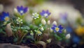 a group of blue and white flowers growing out of a dirt patch in a garden of grass and flowers in the dirt area of a sunny day Royalty Free Stock Photo