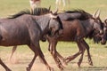 Group of Blue wildebeest (Connochaetes taurinus)