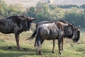 Group of blue wildebeest in grassland. Photographed at Port Lympne Safari Park near Ashford Kent UK.