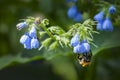 A group of blue wildflowers