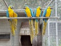 Group of blue-and-yellow macaws, depicting social interaction Royalty Free Stock Photo