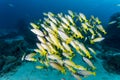 Group of Bluestripe snapper Royalty Free Stock Photo