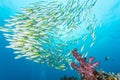 Group of Bluestripe snapper Royalty Free Stock Photo