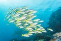 Group of Bluestripe snapper Royalty Free Stock Photo