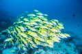 Group of Bluestripe snapper Royalty Free Stock Photo
