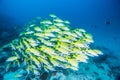 Group of Bluestripe snapper