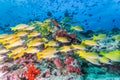 Group of Bluestripe snapper