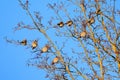 A group of bohemian waxwing birds sitting on a tree