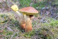 Group of boletes fungus Aureoboletus projectellus