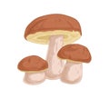 Group of boletus fungi. Porcini mushroom composition. Fresh edible raw fungus. Organic natural forest food. Colored hand