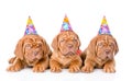 Group Bordeaux puppies dog with birthday hats. isolated on white Royalty Free Stock Photo