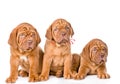 Group Bordeaux puppy dog in front view. isolated on white Royalty Free Stock Photo