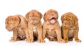 Group Bordeaux puppy dog. isolated on white background Royalty Free Stock Photo